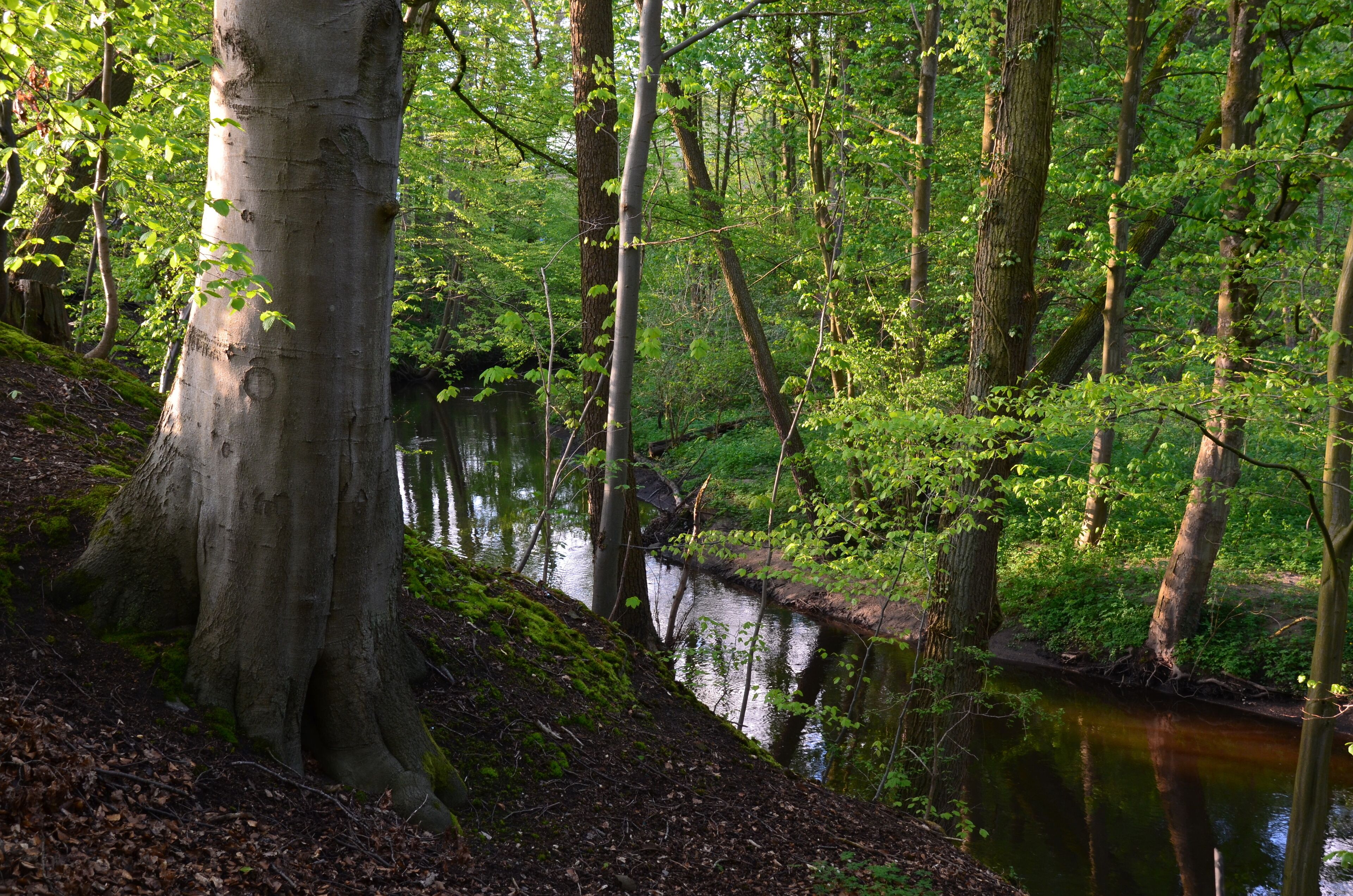 Die Bille in Reinbek im NSG Billetal