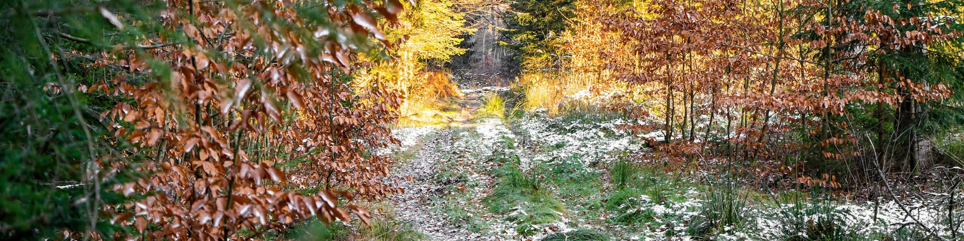 Ein Waldweg, bedeckt mit leichtem Schnee und Herbstlaub, umgeben von Fichten und leuchtenden, goldgelben Bäumen im warmen, tiefstehenden Sonnenlicht.