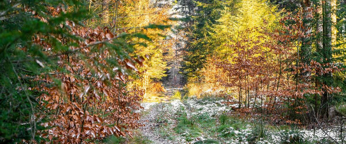 A forest with autumn foliage, a snow-covered path, and a river.