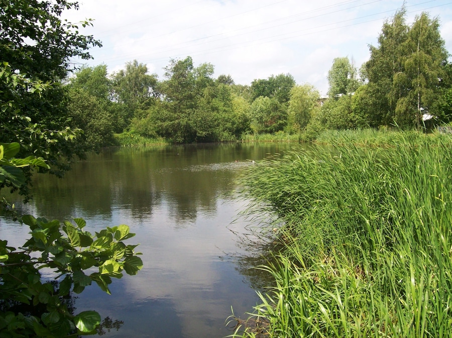 Une rivière paisible, bordée de chaque côté d’une végétation luxuriante et d’arbres.