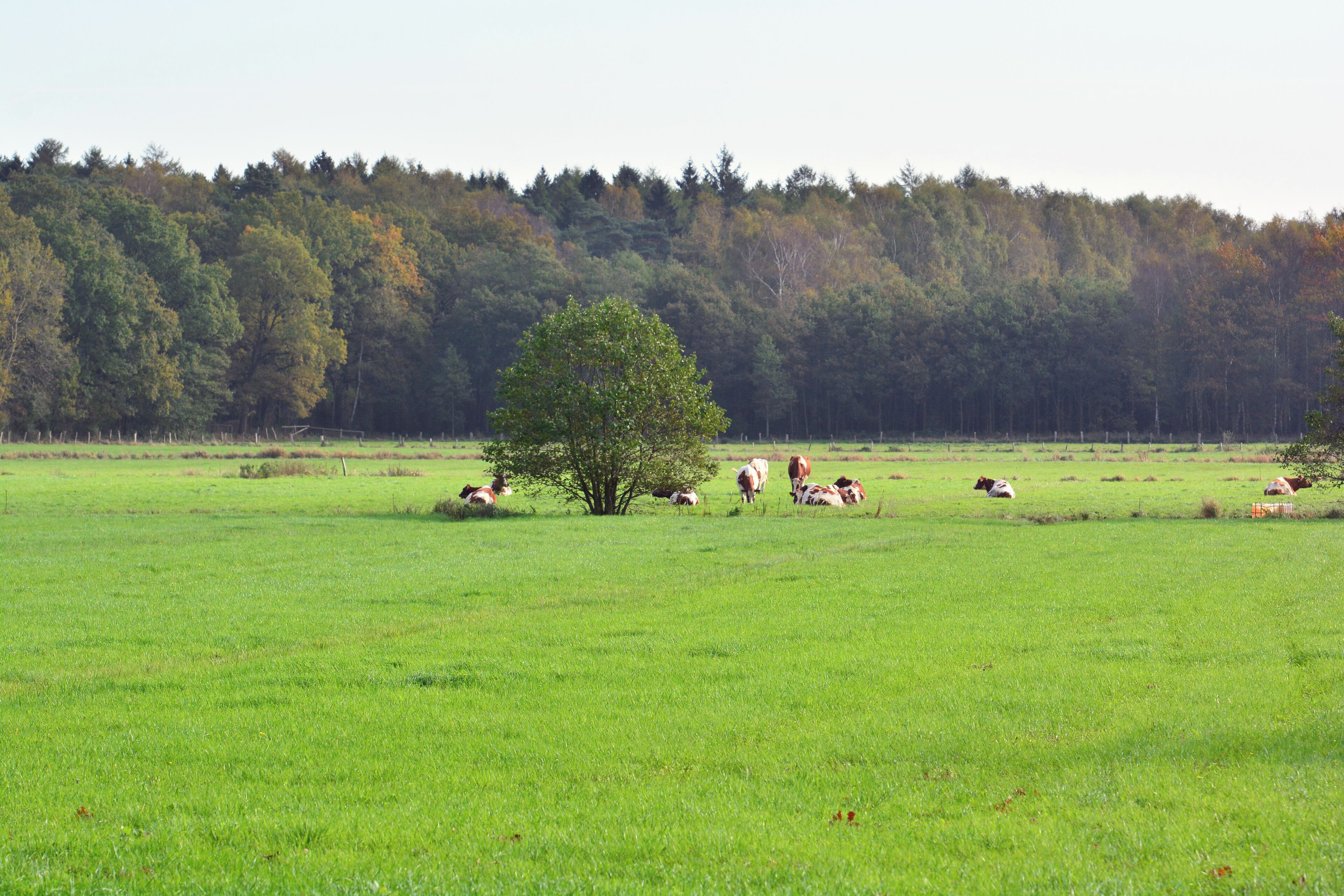 Weideflächen am Klövensteen