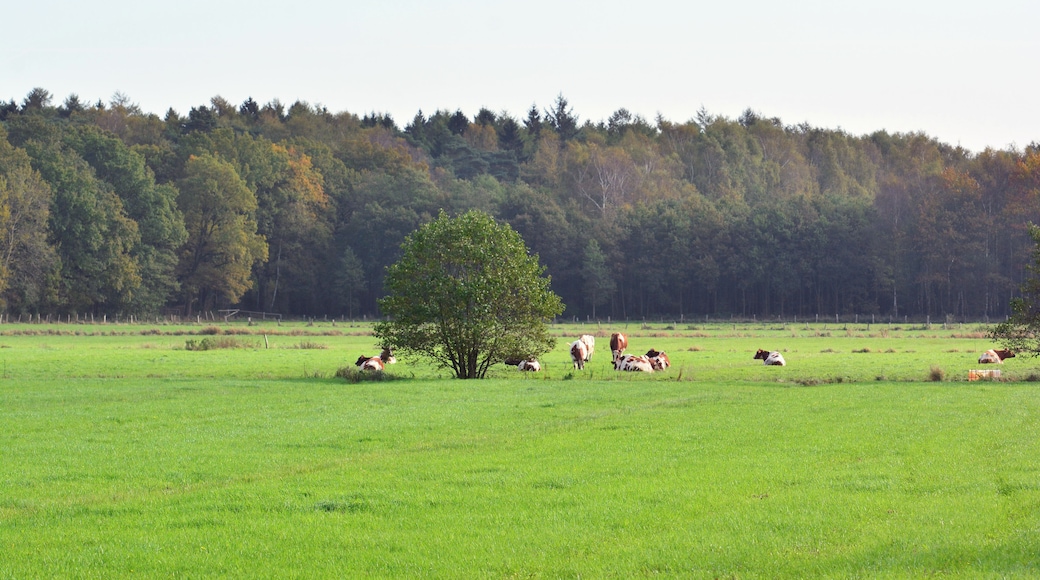 Weideflächen am Klövensteen