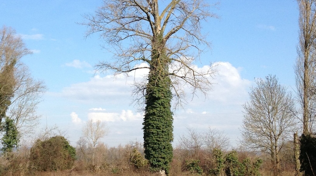 Arbre (Grand parc de Miribel-Jonage).