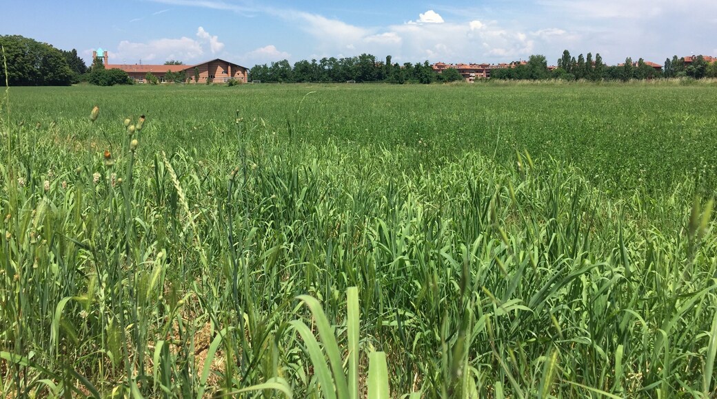 Le champs de bataille s'étend sur 1km carré au sud de Milan. La photo est prise du coté Franco-venetien, sur le lieu supposé de la bataille du 14 au matin.