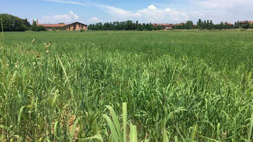 Le champs de bataille s'étend sur 1km carré au sud de Milan. La photo est prise du coté Franco-venetien, sur le lieu supposé de la bataille du 14 au matin.
