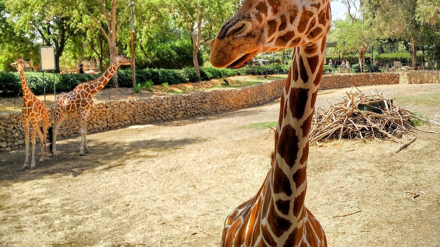 Well kept, big and clean. Huge selection of different animals.