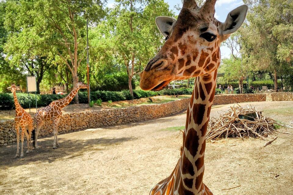 A giraffe in a zoo enclosure with trees and a stone wall in the background.
