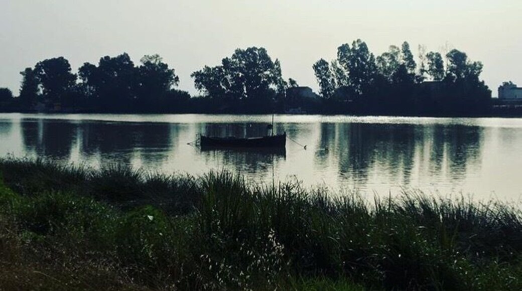 Paseo Carlos de Mesa (Coria Del Río,Sevilla)