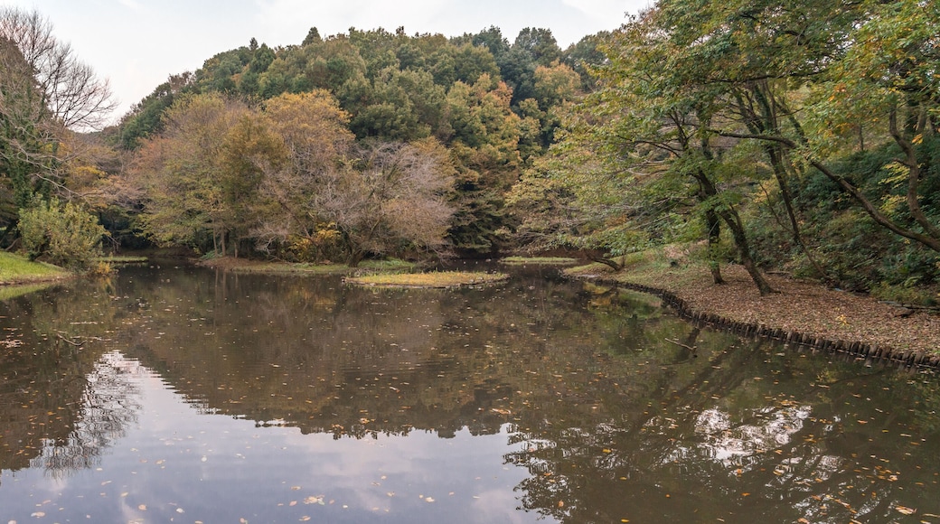 Autumn colors, Fall foliage at Zama Yatoyama Koen Park. Located in Zama-shi, Kanagawa Prefecture, Japan