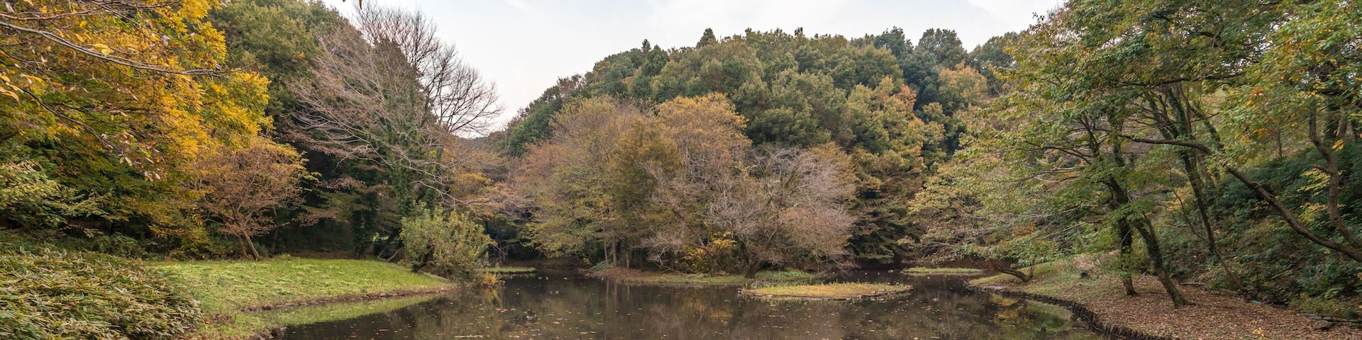 Autumn colors, Fall foliage at Zama Yatoyama Koen Park. Located in Zama-shi, Kanagawa Prefecture, Japan