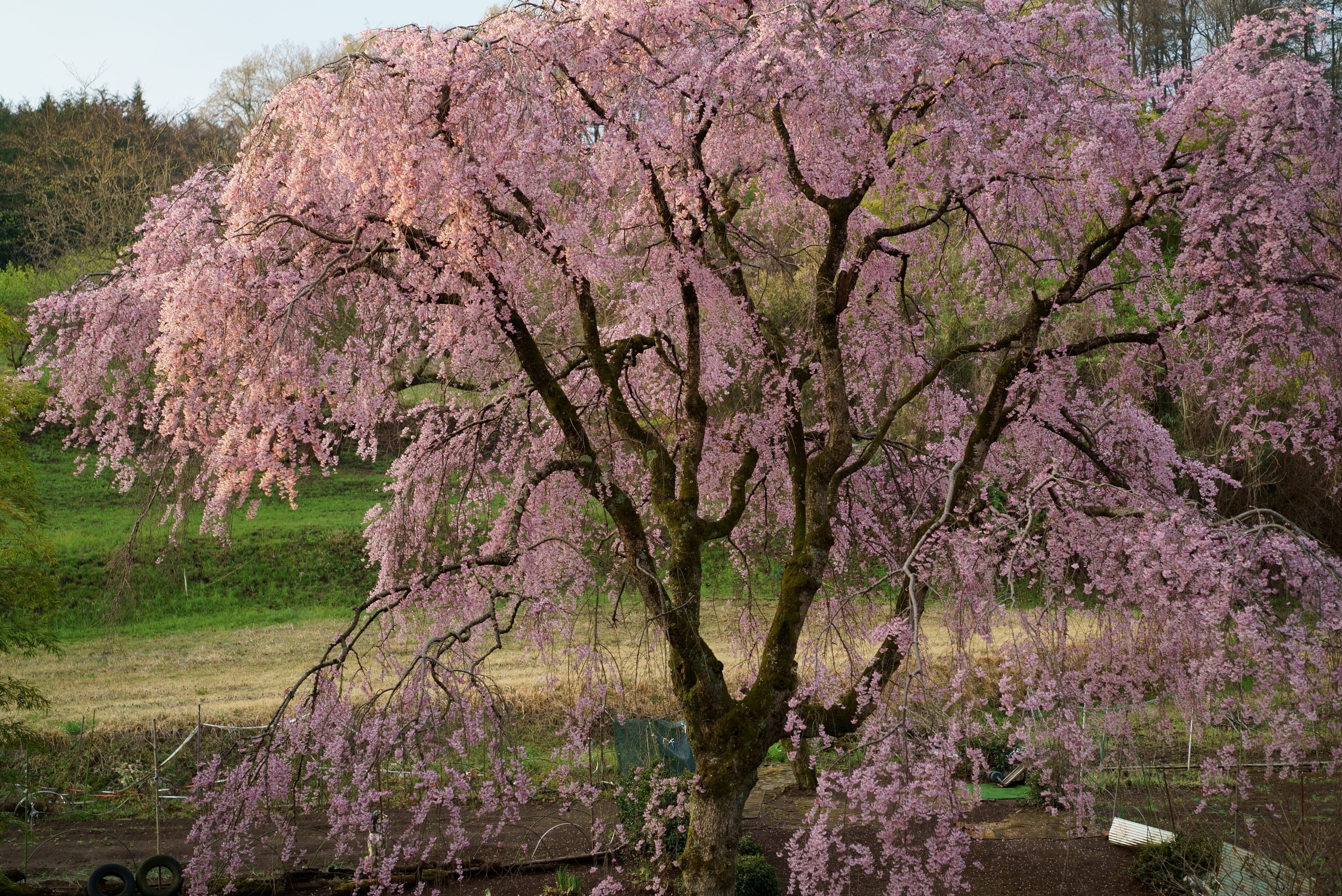 Kamifurusawa weeping cherry tree immediately after the early morning sun rises