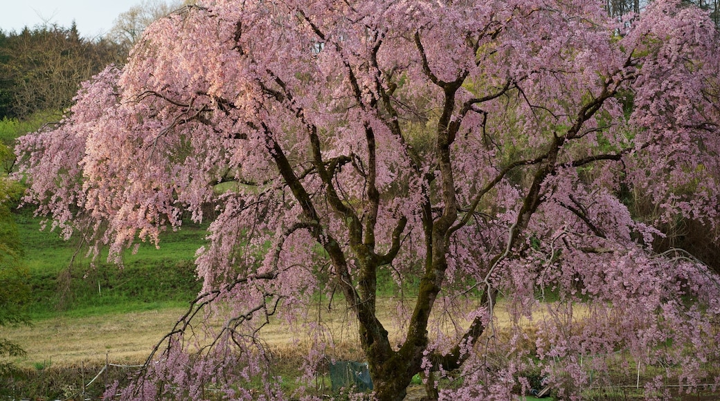 Kamifurusawa weeping cherry tree immediately after the early morning sun rises