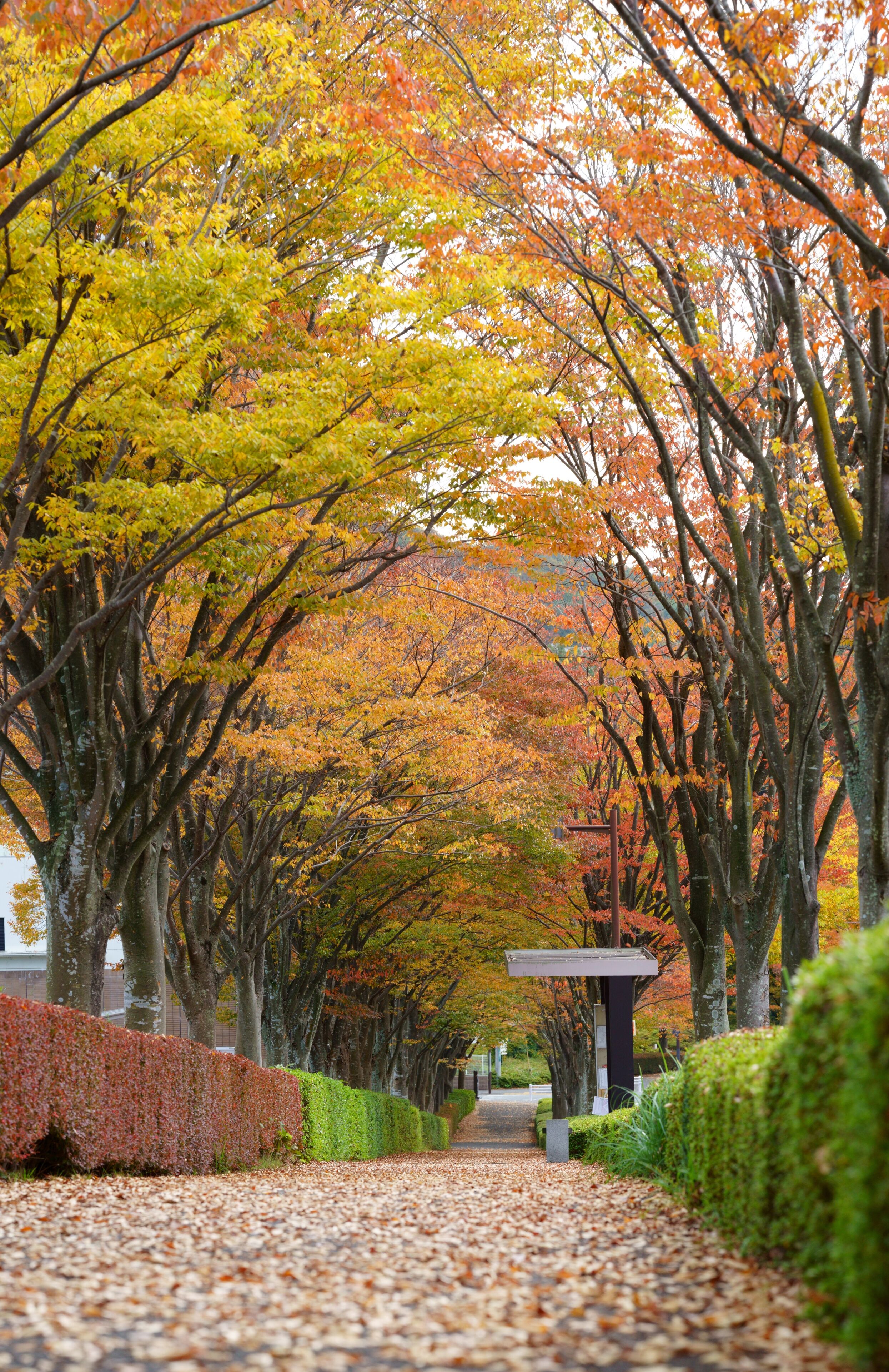 Roadside trees in a beautifully colored residential area