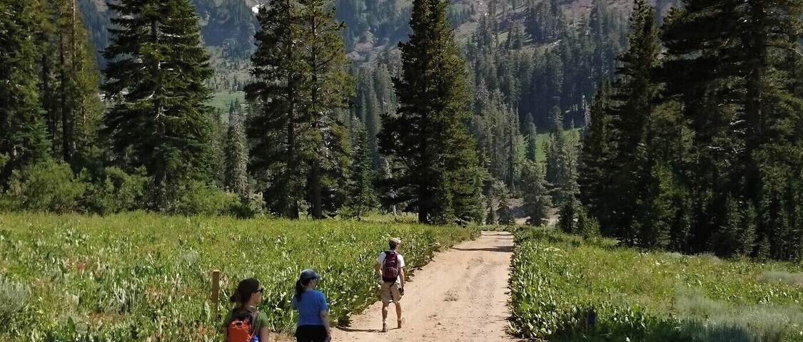 Un sendero de tierra en una zona boscosa con una montaña al fondo.