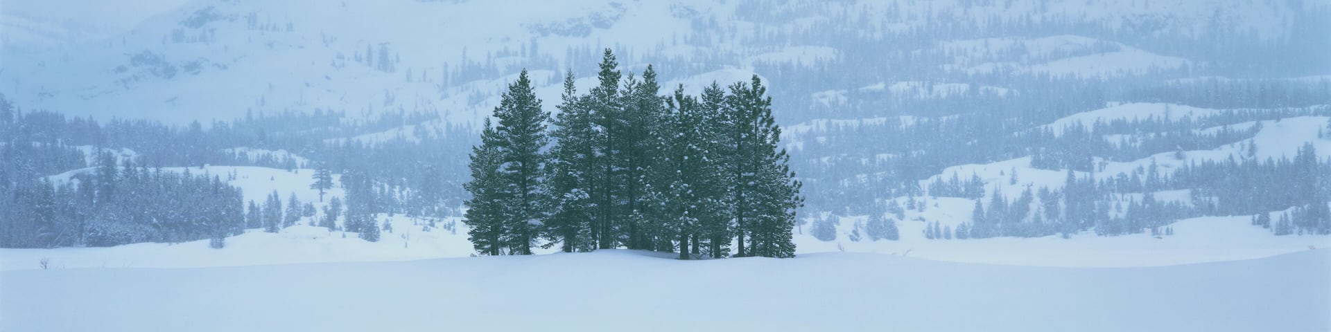 These are winter trees in a snow storm. They are located near the Kirkwood ski area. They are surrounded by a snowy hillside.