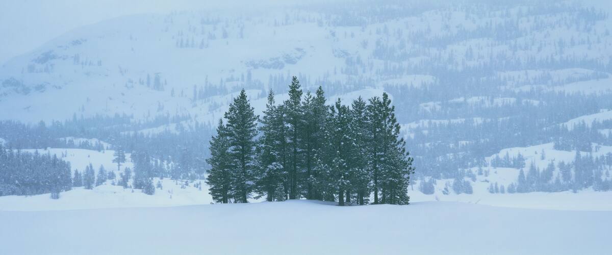 These are winter trees in a snow storm. They are located near the Kirkwood ski area. They are surrounded by a snowy hillside.