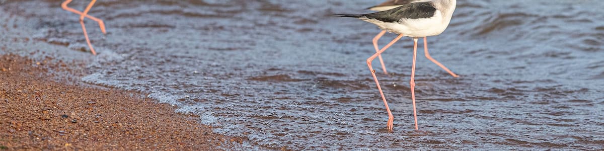 Two birds standing in shallow water near a sandy shore.