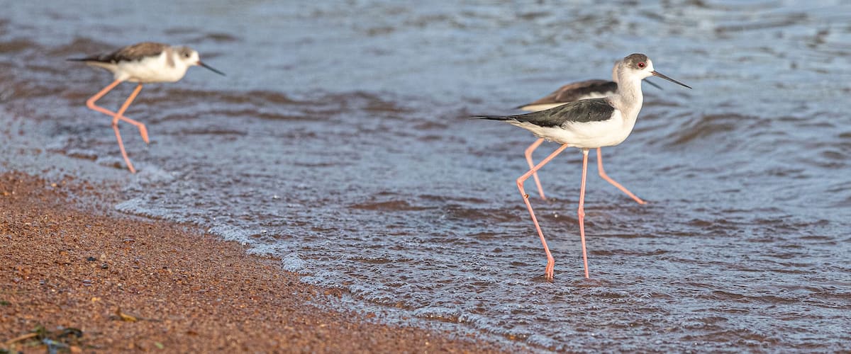 Zwei Vögel stehen im flachen Wasser in der Nähe eines Sandstrandes.