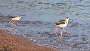 Two shorebirds walking on wet sand near a body of water.