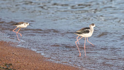 Two birds standing in shallow water near a sandy shore.