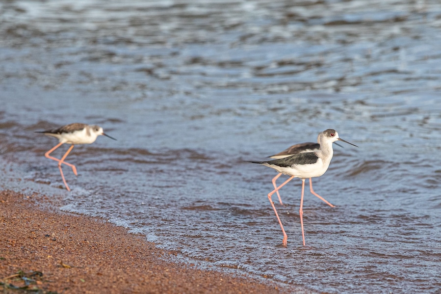 Dos aves en aguas poco profundas cerca de una orilla arenosa.