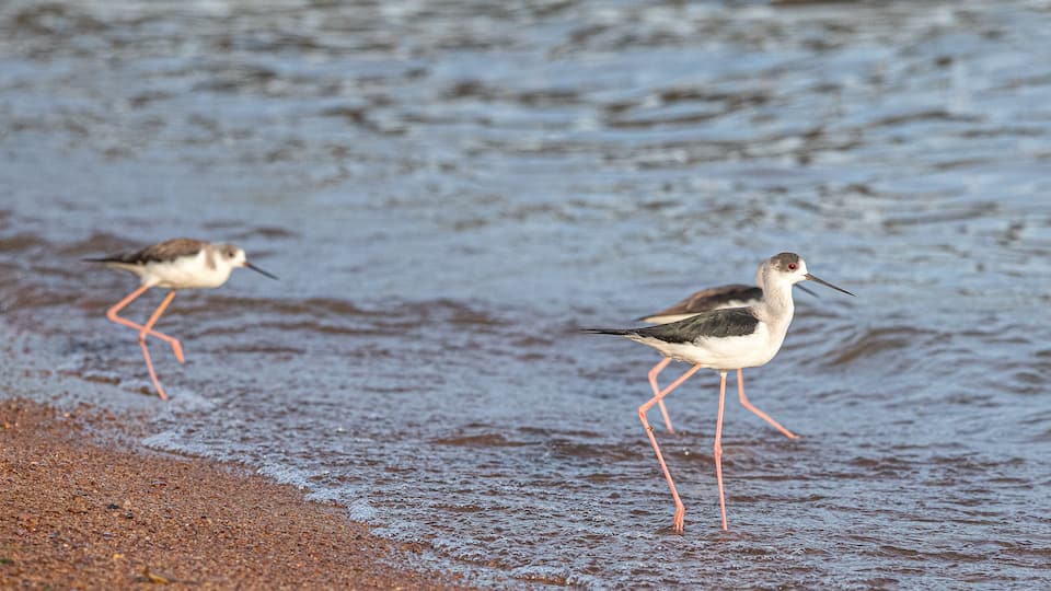 Two shorebirds walking on wet sand near a body of water.
