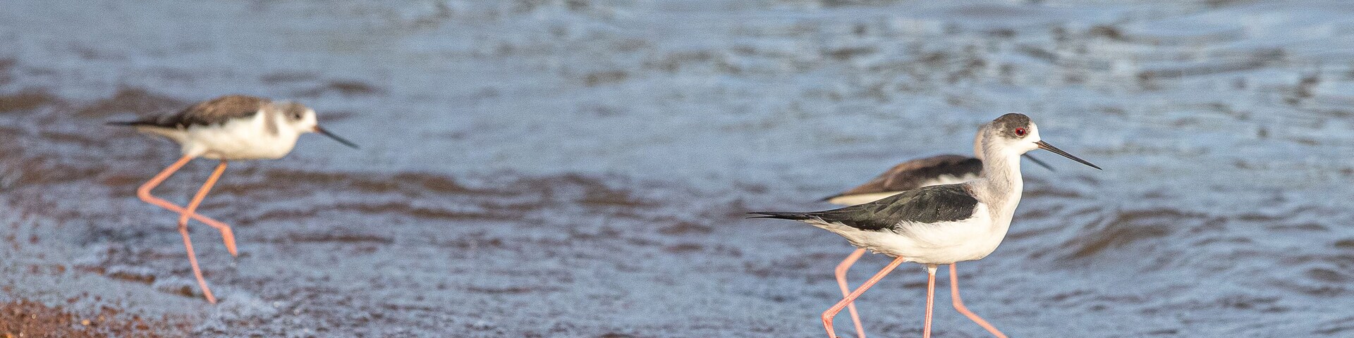 Dos aves en aguas poco profundas cerca de una orilla arenosa.