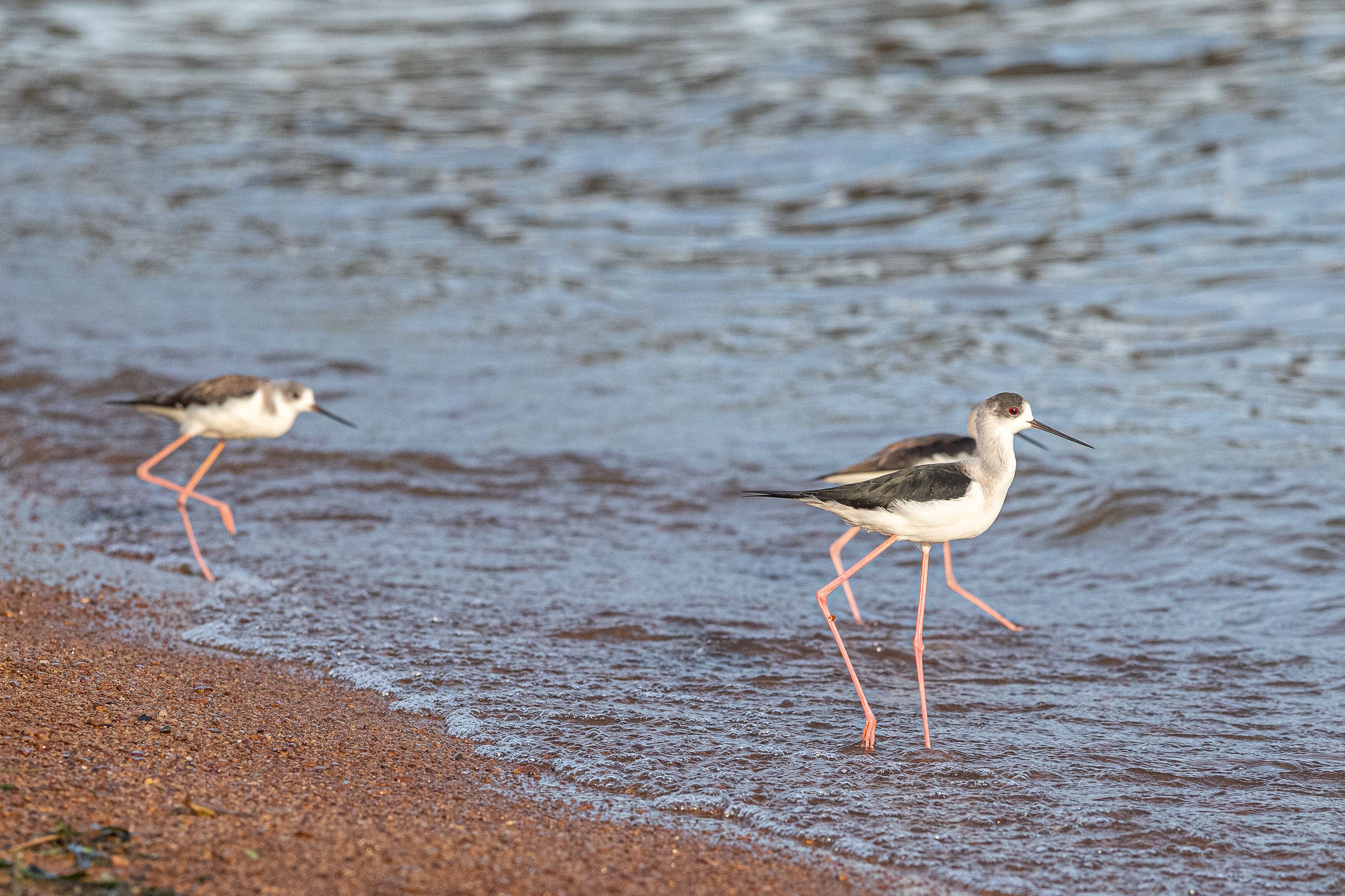 Two shorebirds walking on wet sand near a body of water.