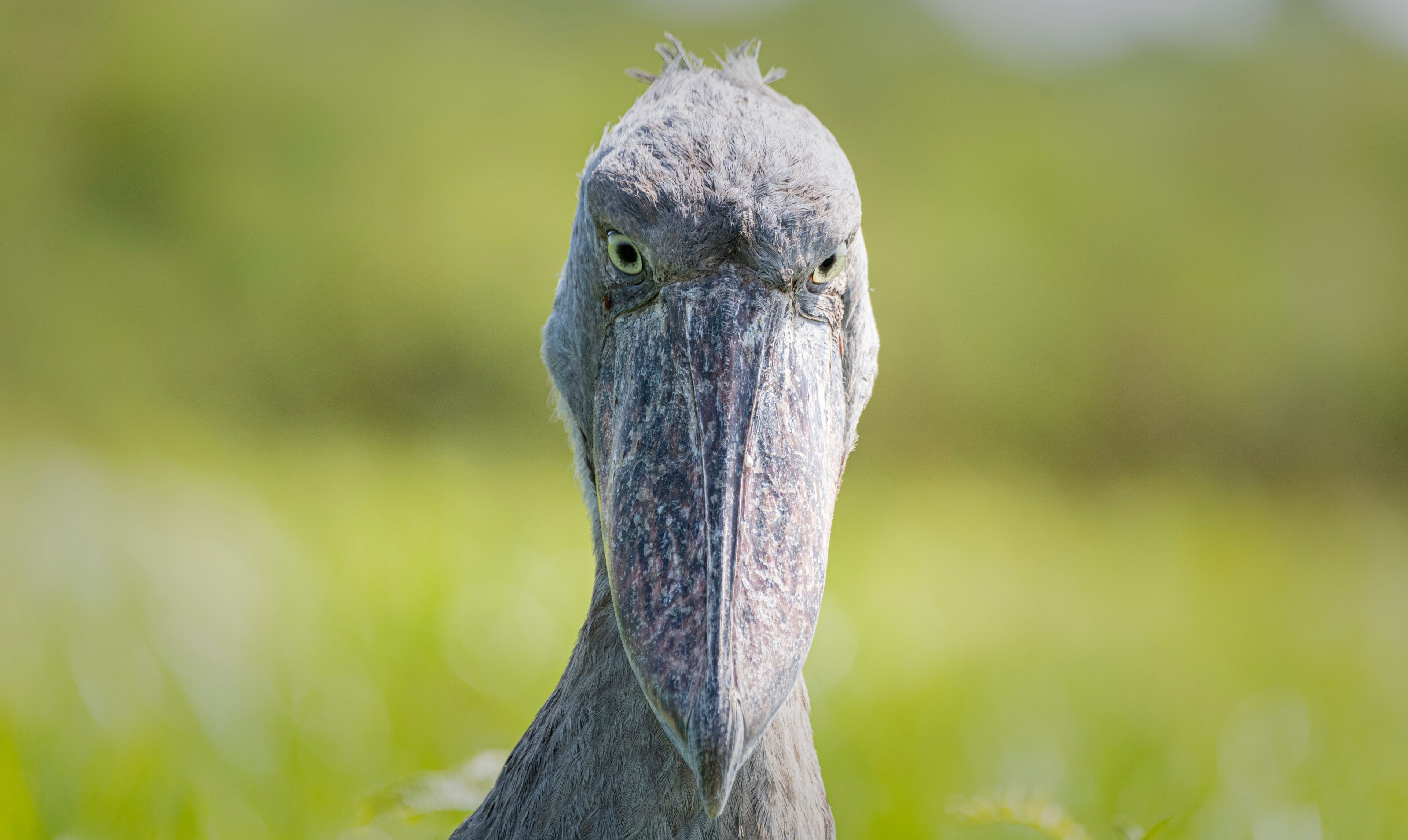 A close-up of a bird with a large beak and a blurred green background.