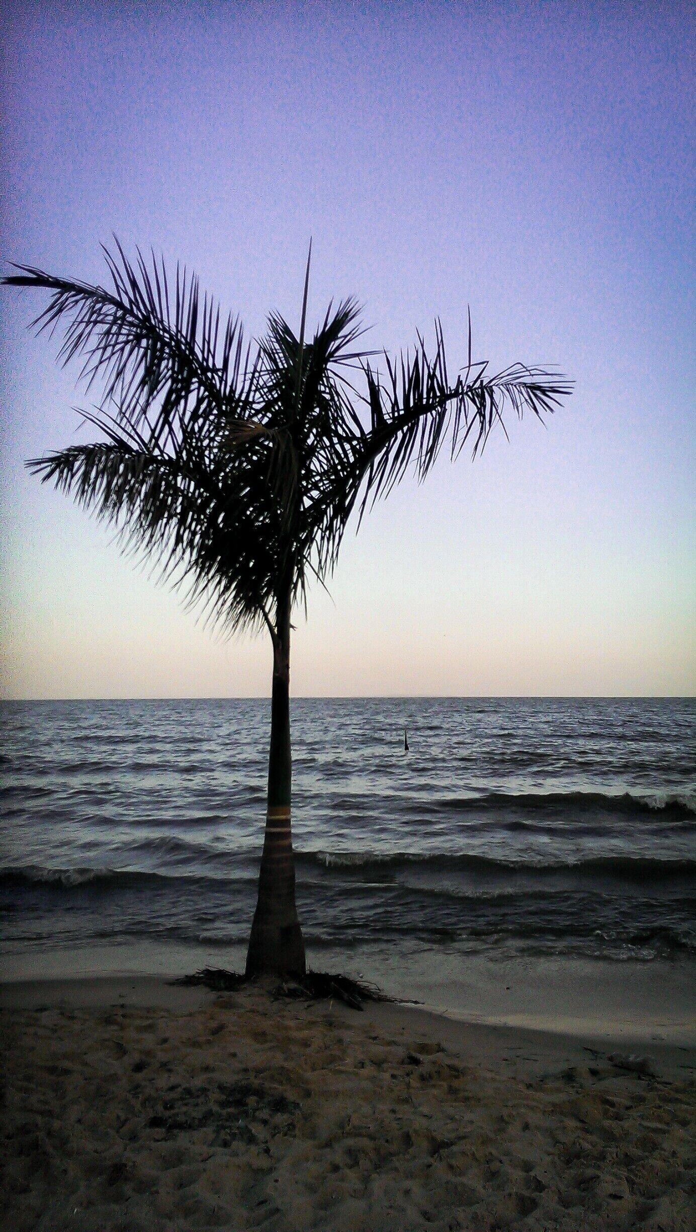 A solitary palm tree on a beach with the ocean in the background.