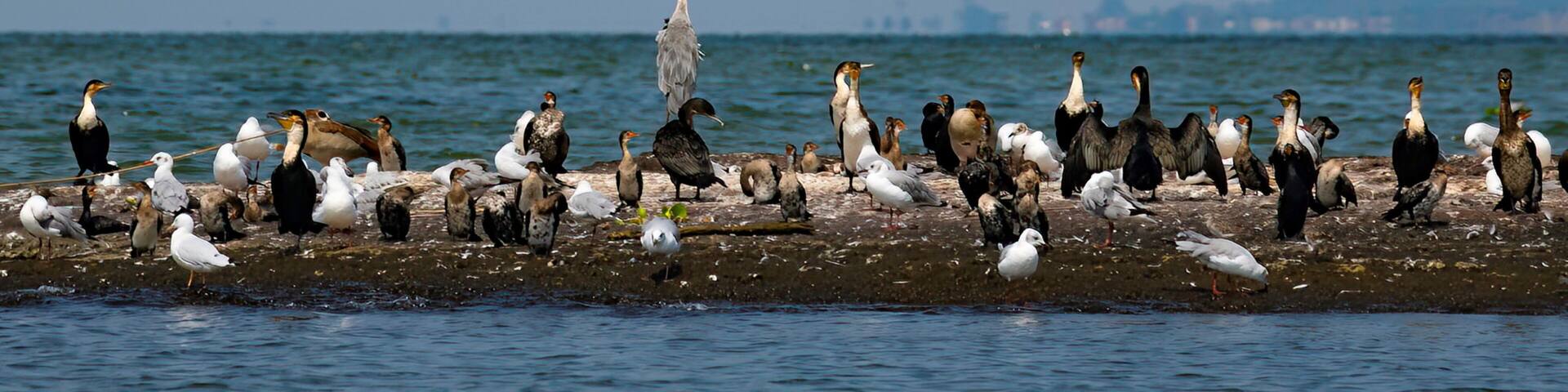 group of different water birds on a rock at Lake Victoria in Uganda
