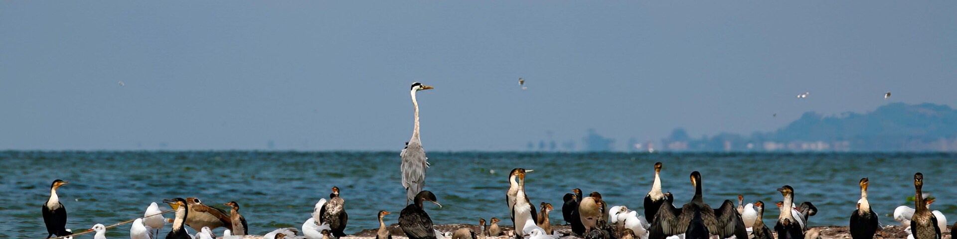 A group of birds on a rocky shore by the sea.