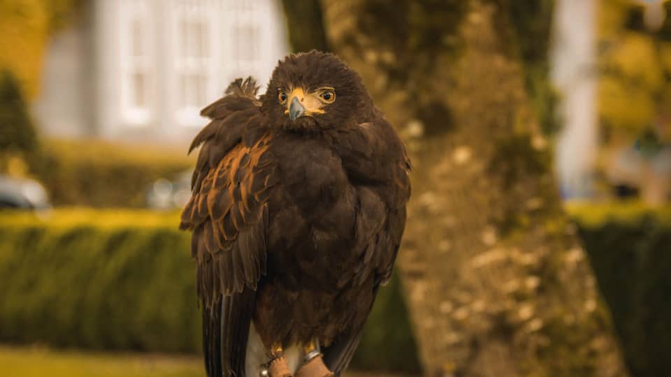 Dromoland Castle Hotel & Country Club / Ireland - June 2017: Ireland's most magical address, Dromoland Castle has been welcoming guests since the 16th century. The ancestral home of the O'Briens of D