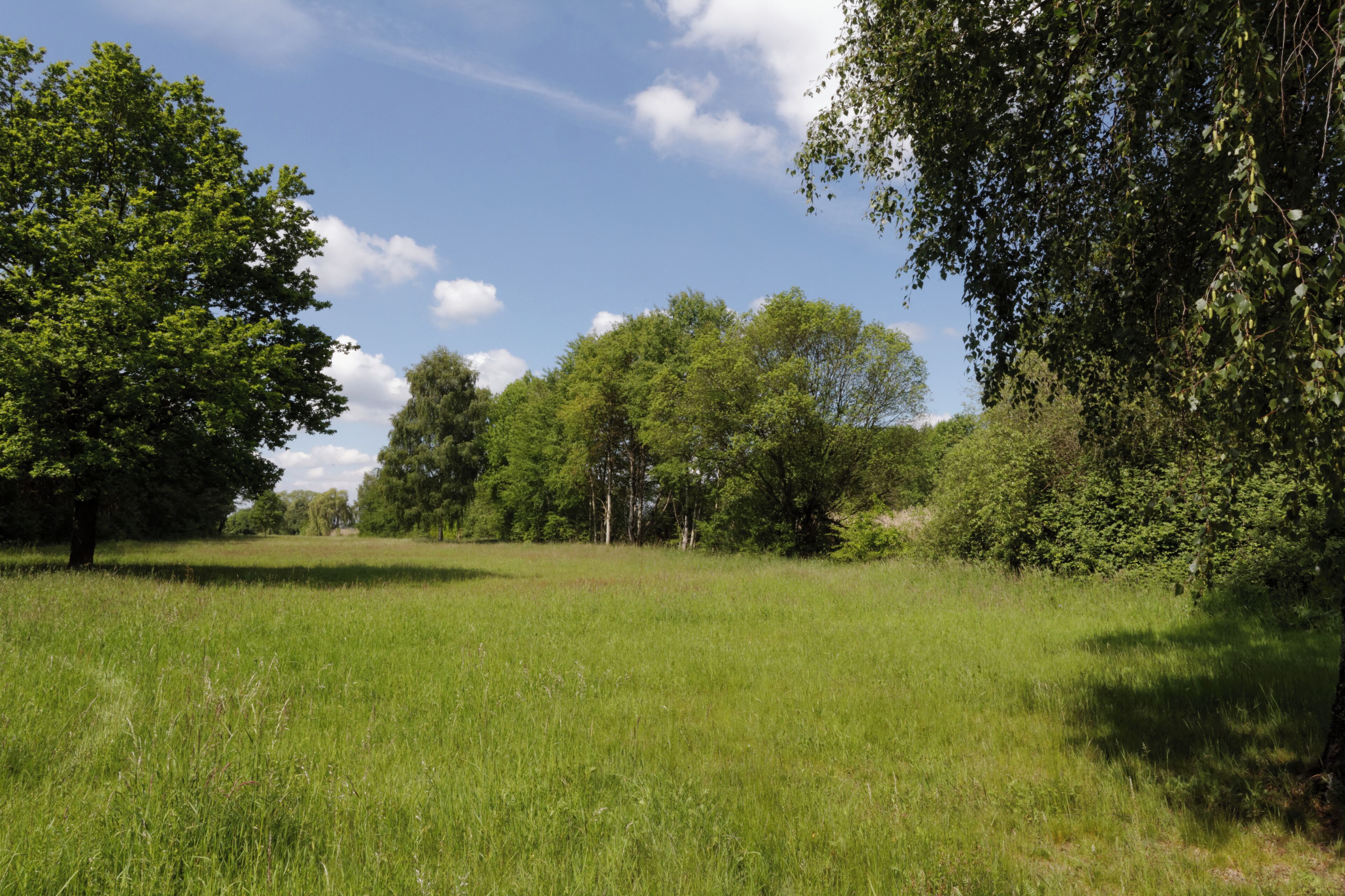 Nature reserve ”Rodauwiesen bei Rollwald“ near Rodgau, Hessen, Germany.