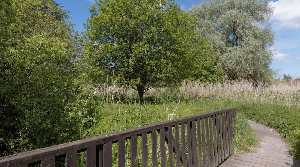 Nature reserve ”Rodauwiesen bei Rollwald“ near Rodgau, Hessen, Germany.