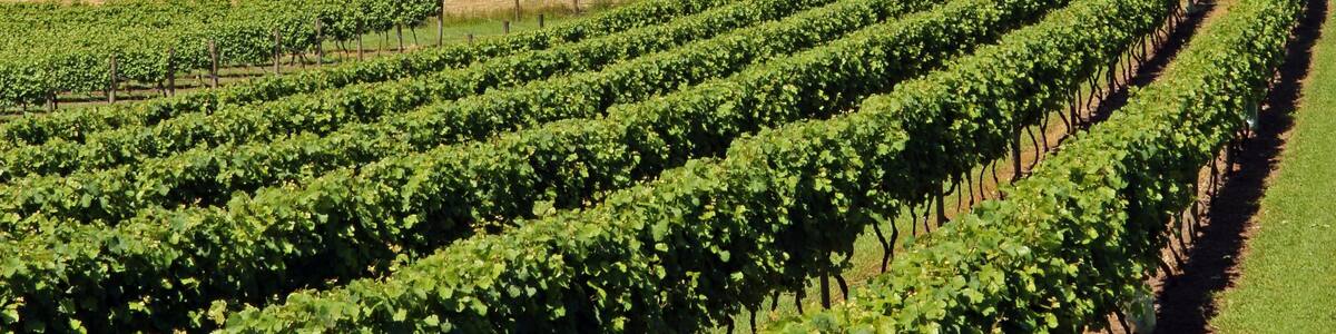 Vineyard in South Australia near Drouin Victoria Australia