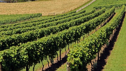 Vineyard in South Australia near Drouin Victoria Australia