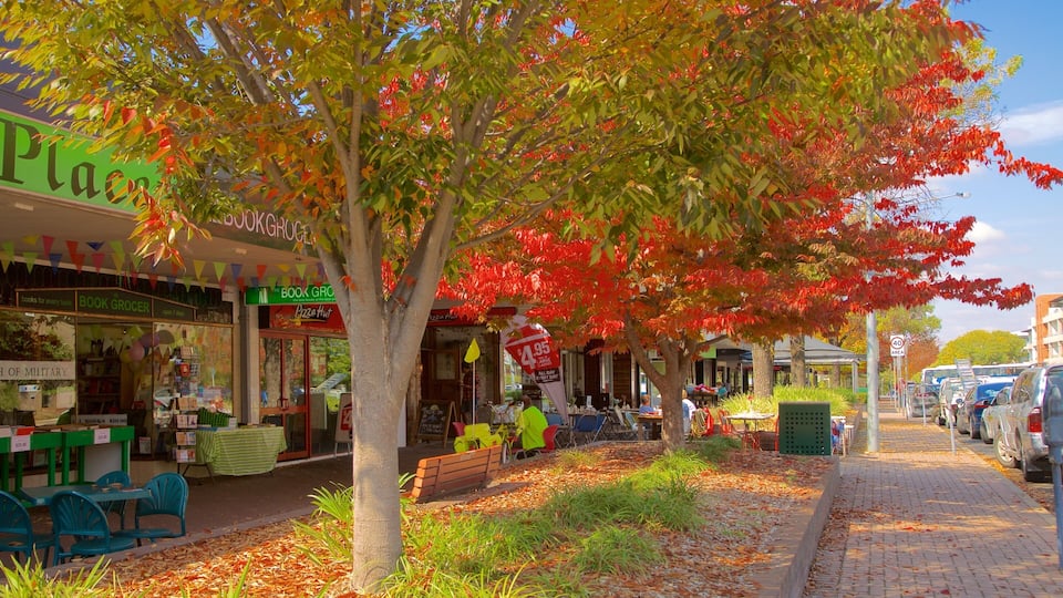 Kingston showing cbd and fall colors
