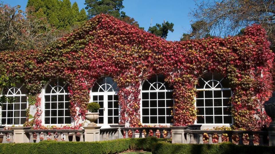 A building with arched windows covered in red and green ivy.