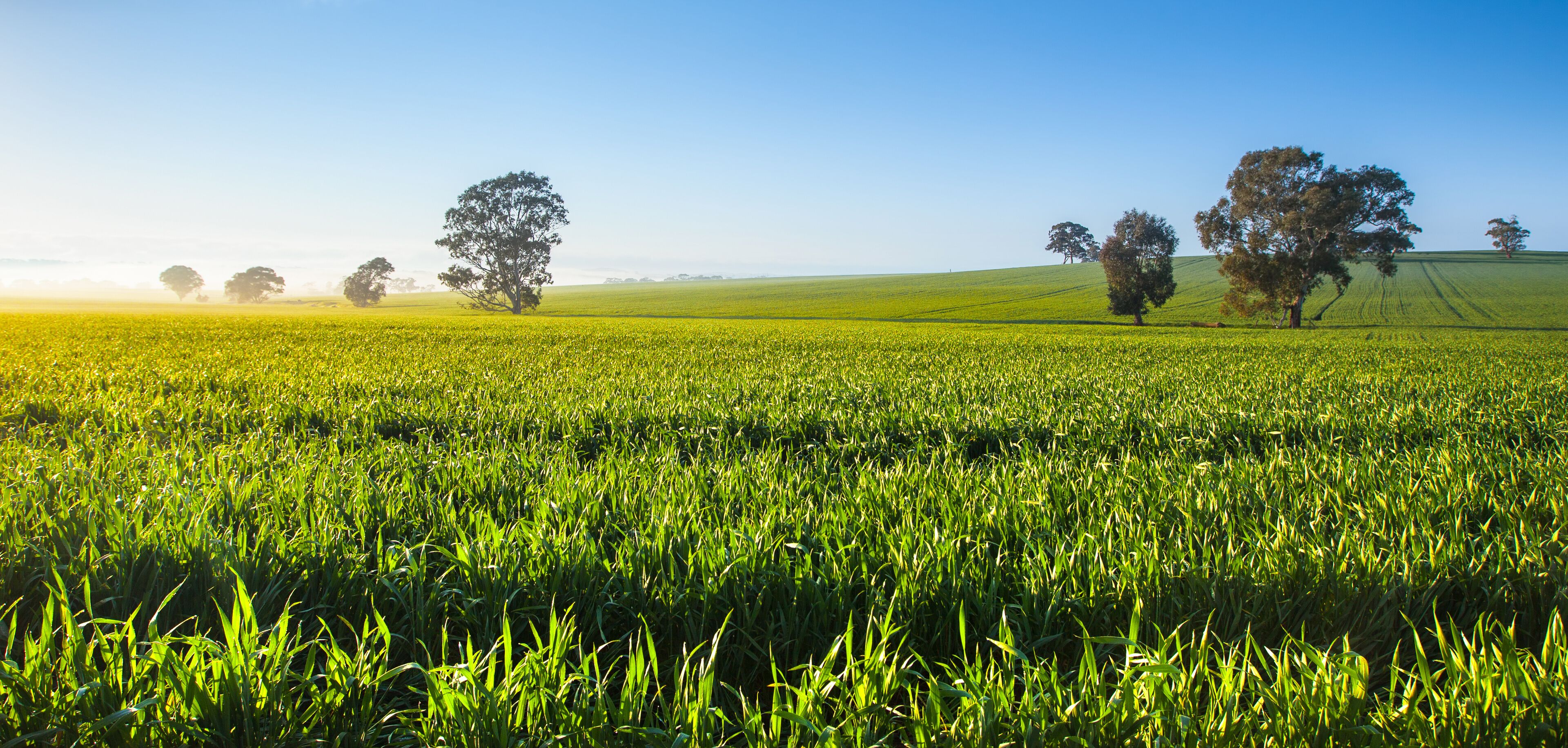Un campo verde con árboles y cielo despejado.