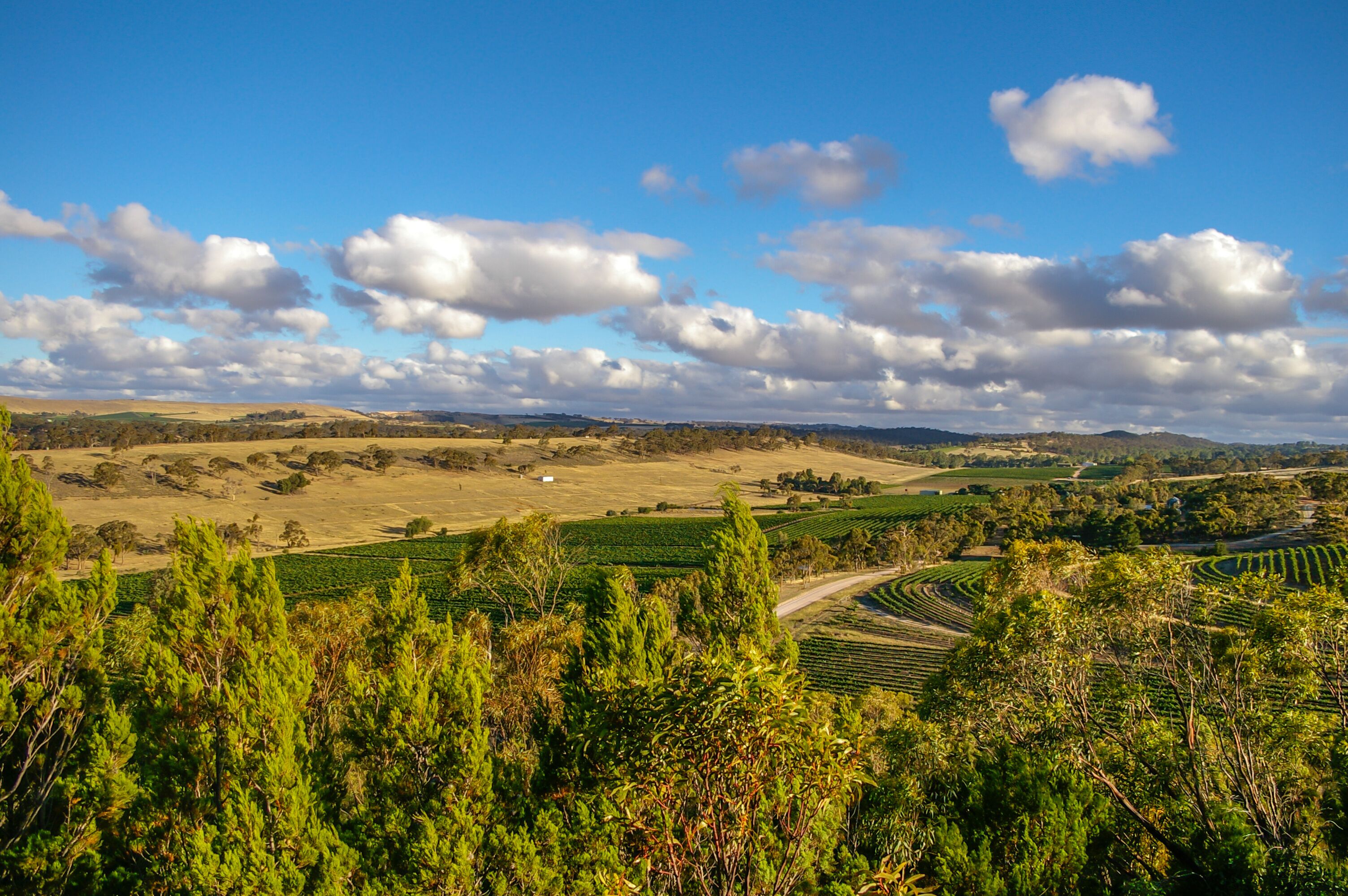 A rural landscape with rolling hills, fields, and scattered trees under a blue sky with clouds.