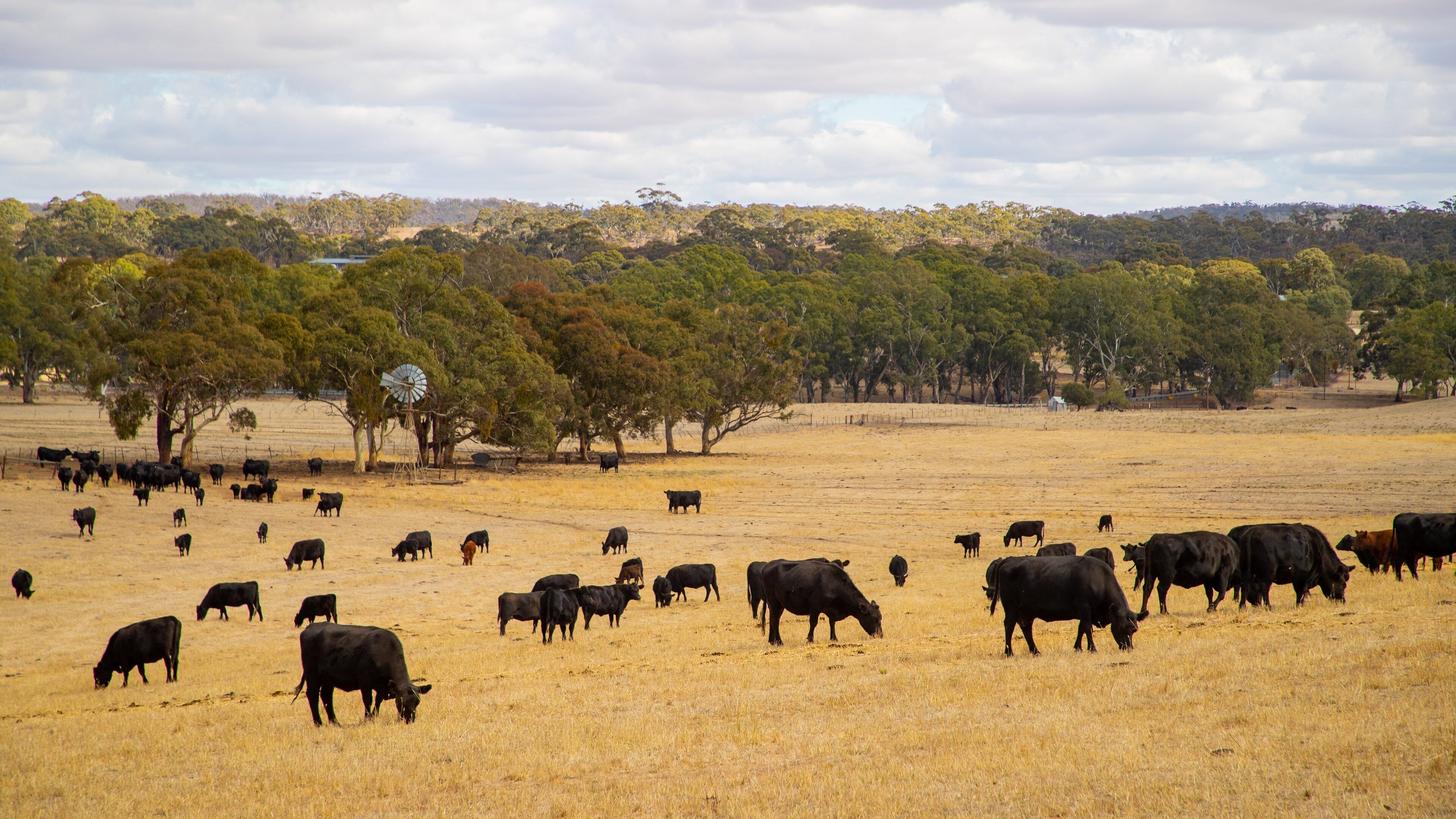 Clare showing land animals, farmland and tranquil scenes