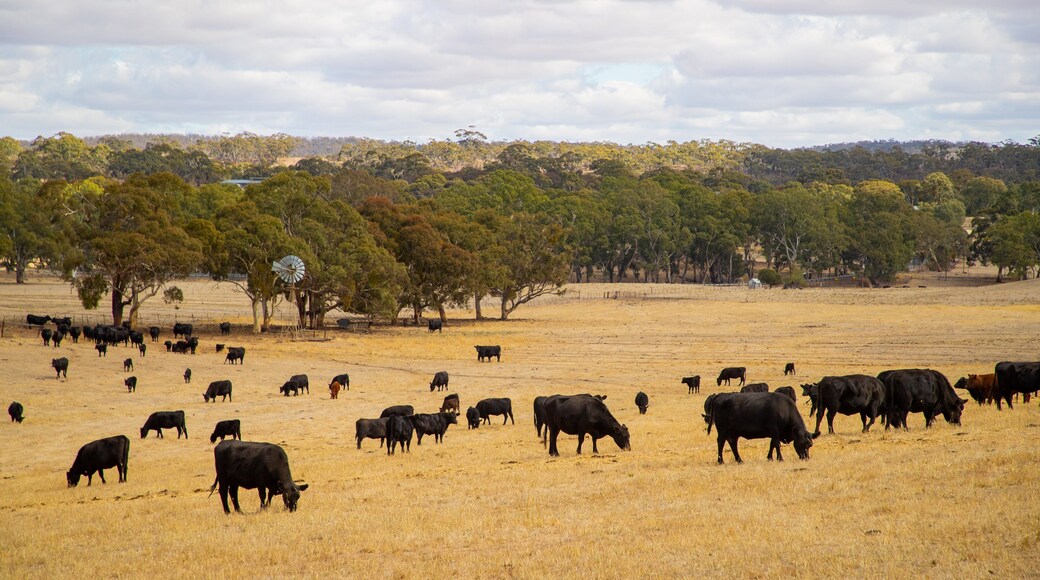 Clare showing land animals, farmland and tranquil scenes