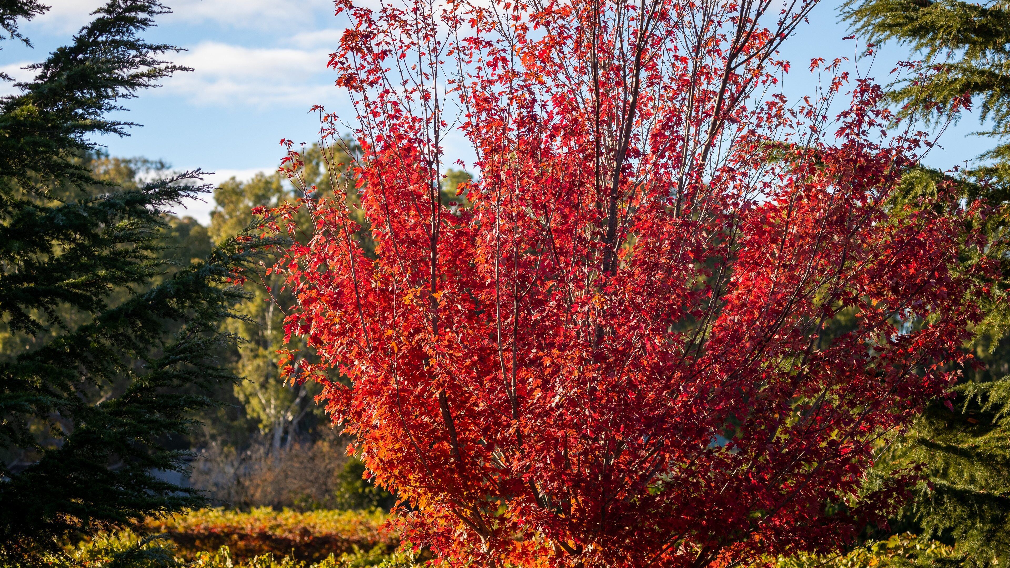 Clare showing autumn leaves