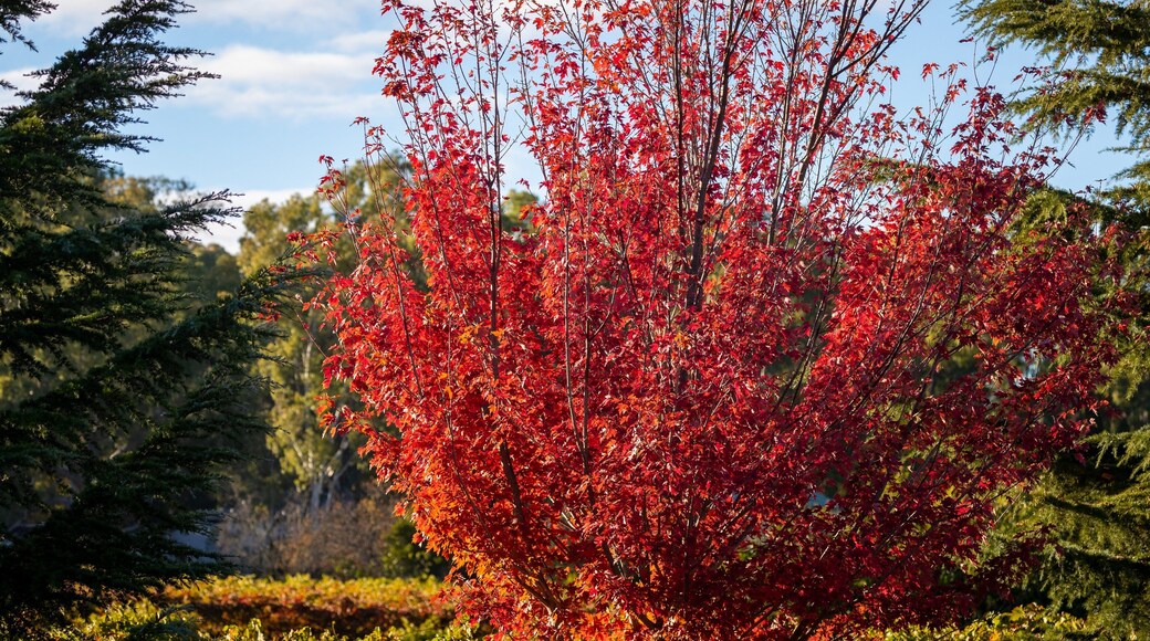 Clare showing autumn leaves
