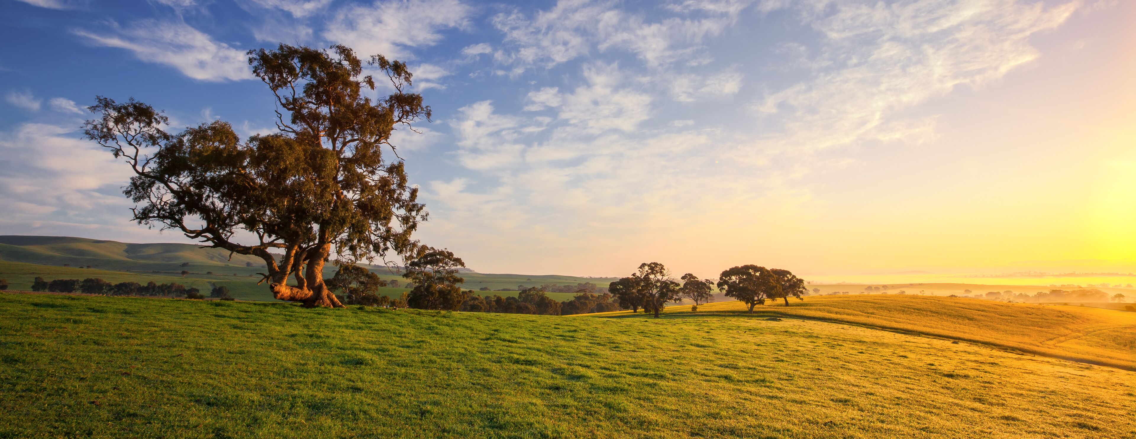 A grassy field with a large tree in the foreground and rolling hills in the background.