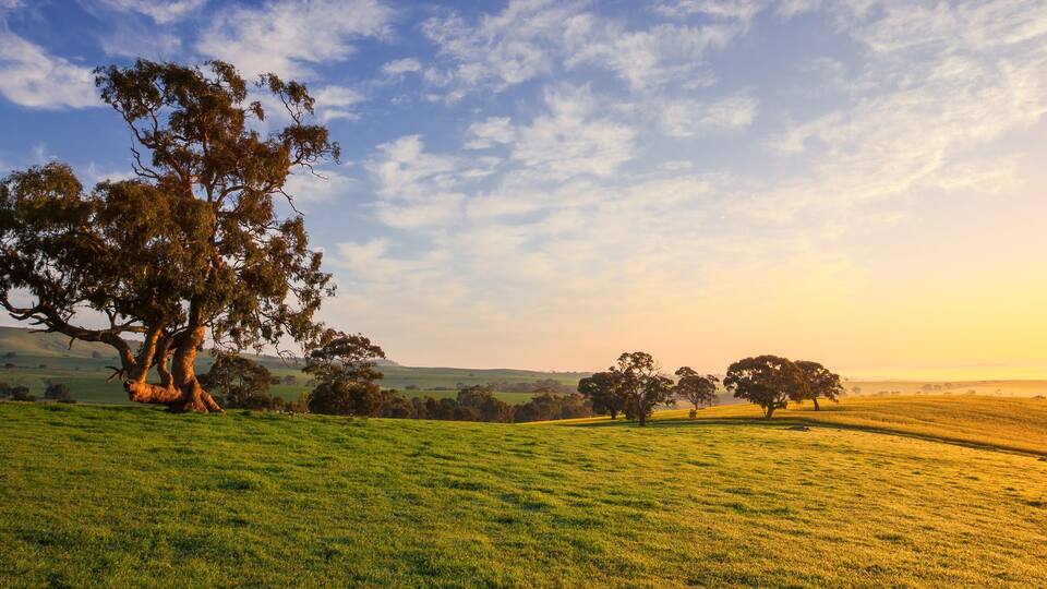 A grassy field with a large tree in the foreground and rolling hills in the background.