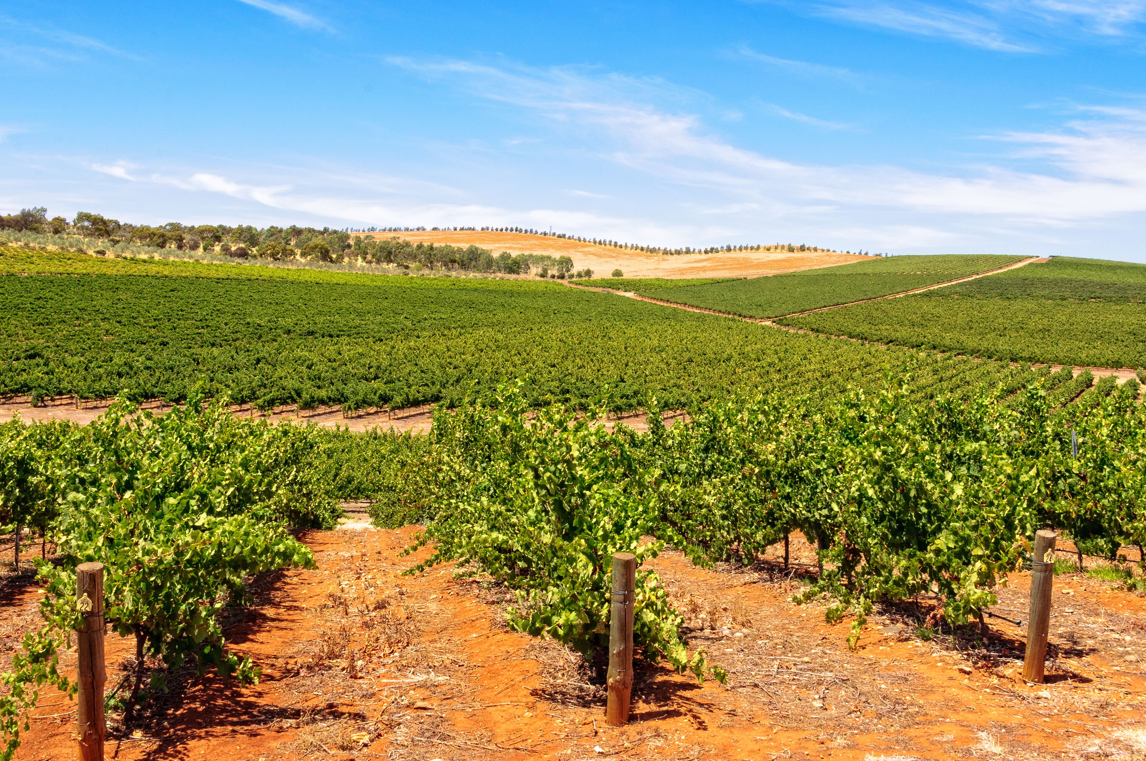 A vineyard with rows of grapevines under a clear sky.