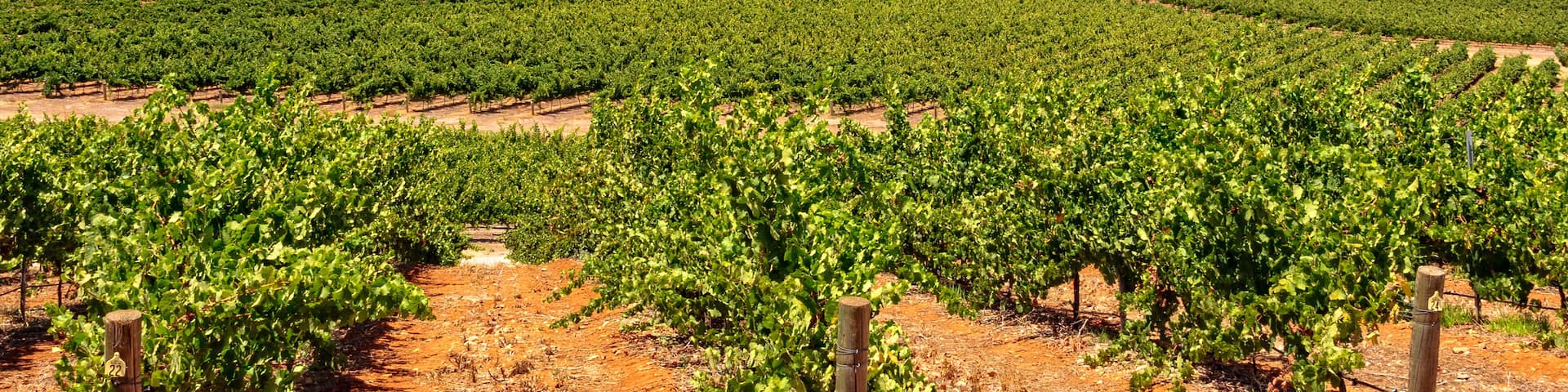 A vineyard with rows of grapevines under a clear sky.