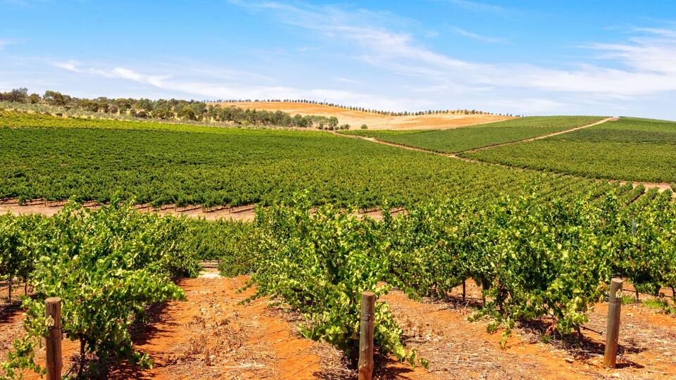 A vineyard with rows of grapevines under a clear sky.